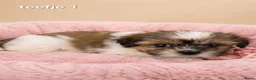 Malshi honden te koop: Kleinblijvende boomer pups.Minimaltezer x shih tzu - Advertentie 8