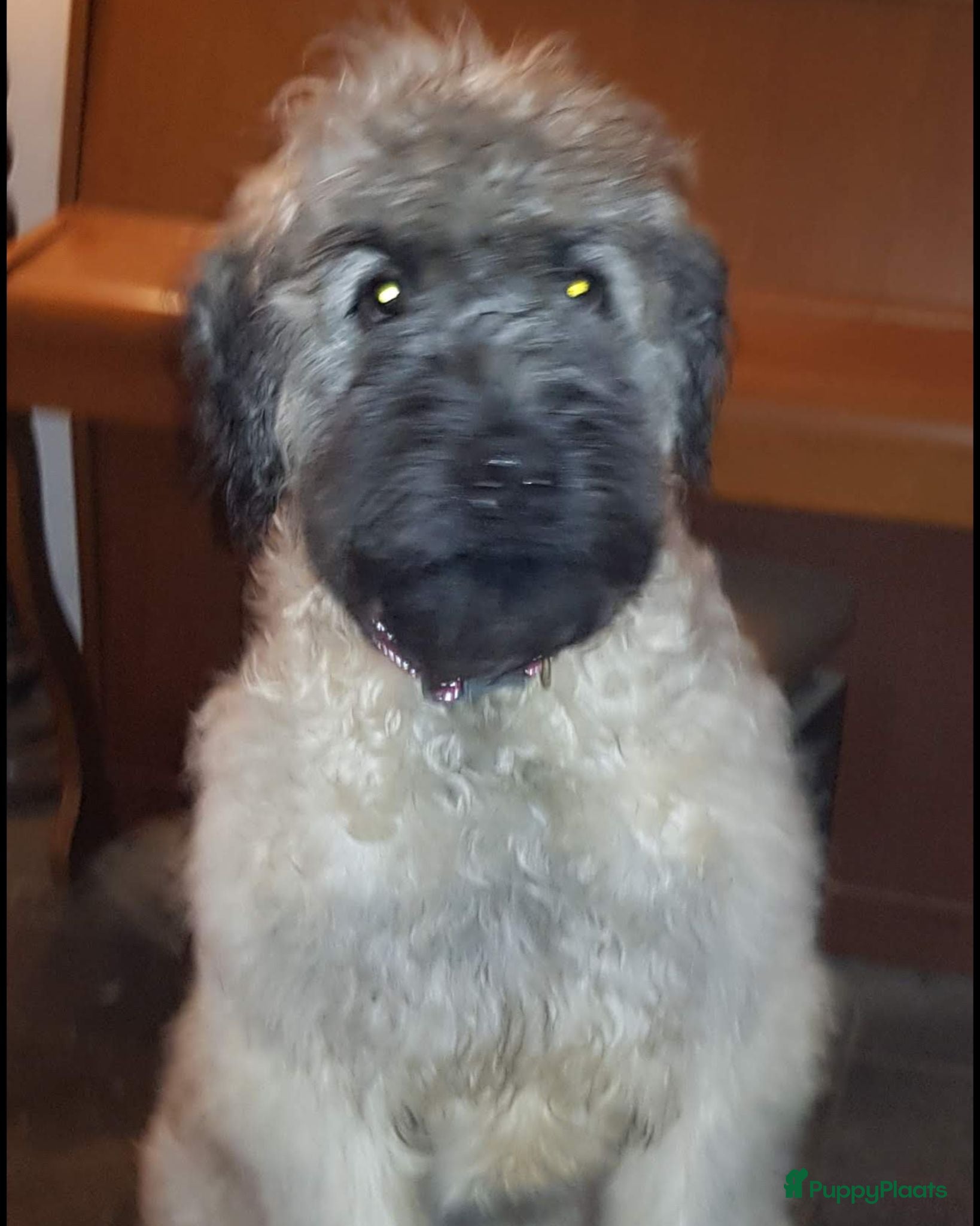 Bouvier des Flandres honden we.verwachten boevierpups 10 juli  - Advertentie 1