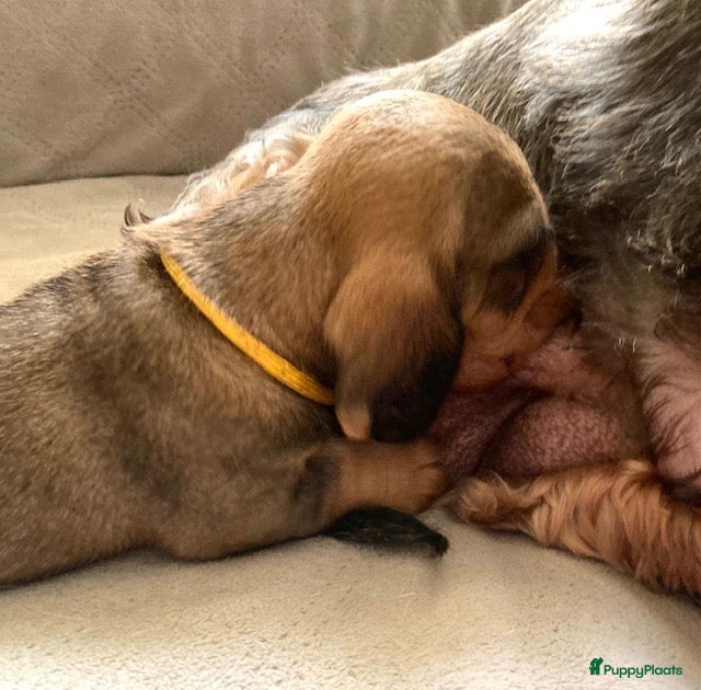 Ruwhaar Teckel honden Prachtige Standaard Ruwhaar Teckelpuppy’s ,  - Advertentie 2
