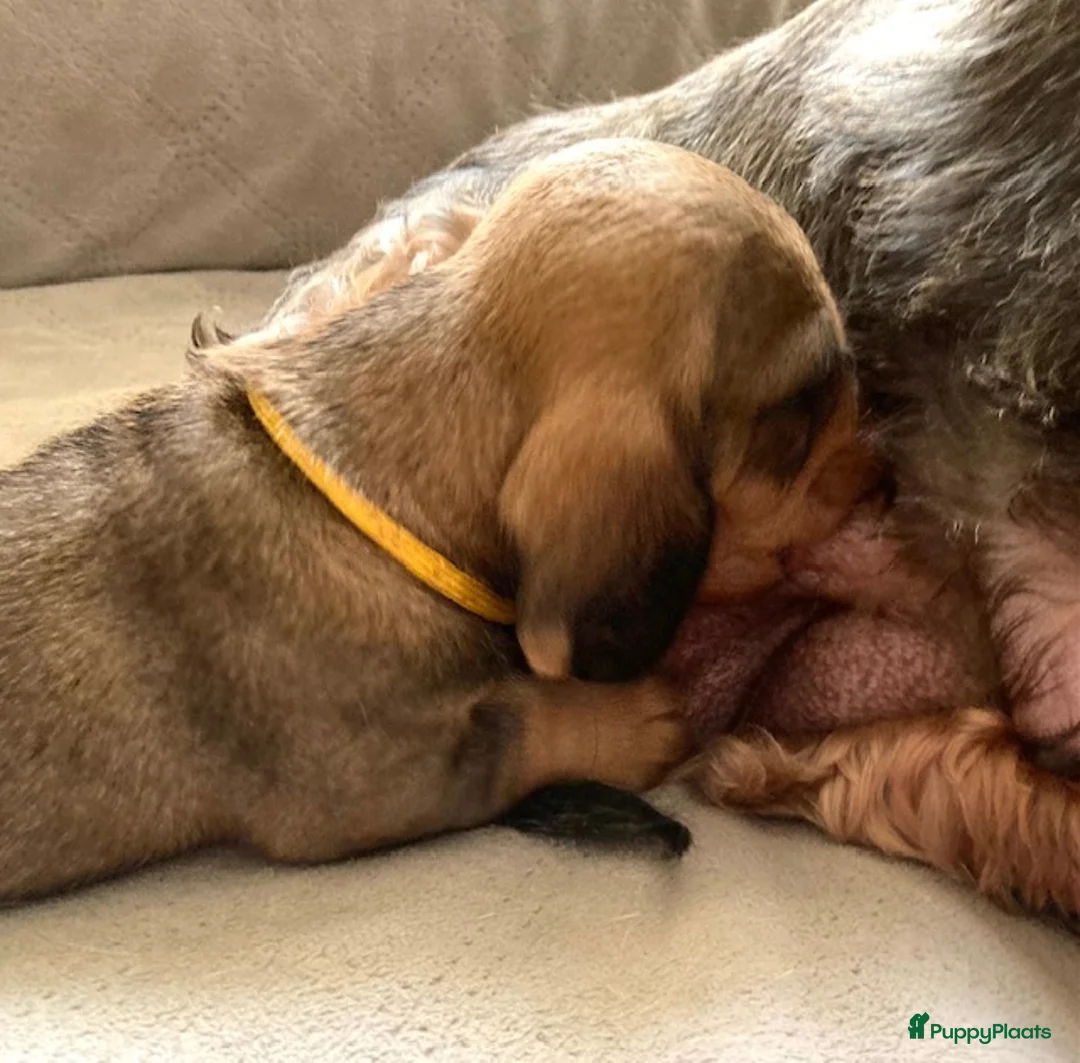Ruwhaar Teckel honden te koop: Prachtige Standaard Ruwhaar Teckelpuppy’s ,  - Advertentie 2