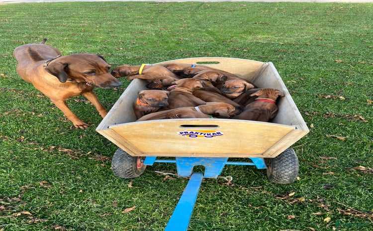 Rhodesian Ridgeback honden Rhodesian Ridgeback pups met stamboom - Advertentie 1