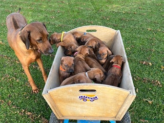 Rhodesian Ridgeback honden Rhodesian Ridgeback pups met stamboom - Advertentie 4