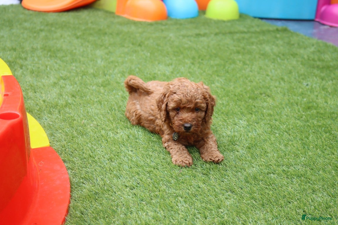 Australian Labradoodle honden te koop:  6 lieve Mini/medium Australian labradoodle pups - Advertentie 15