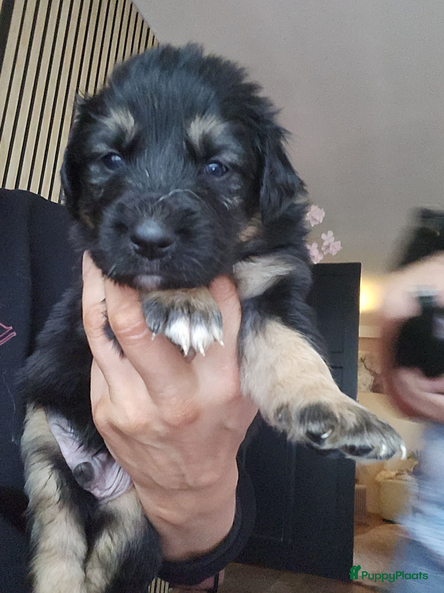 Kruising honden Mooie golden aussie pups - Advertentie 2