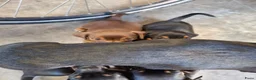 Jack Russel Terriër honden te koop: Jack Russel pups Black ant Tan in Wekerom - Advertentie 3