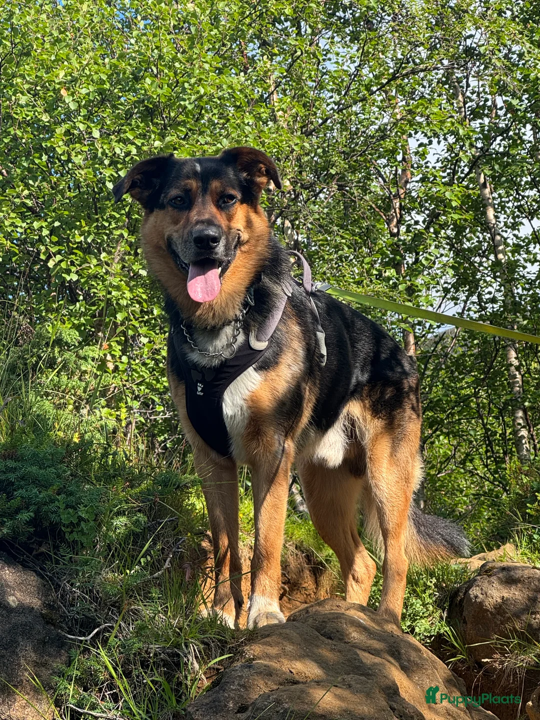 Kruising honden ter dekking: Dekreu kruising Australian Shepard / Duitse Herder in Arnhem - Advertentie 9