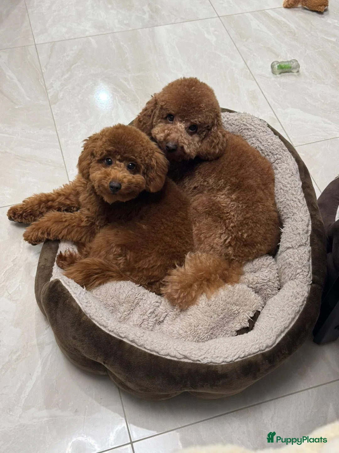 Poedel Toy honden te koop:  Toy Poedel pups - Advertentie 1