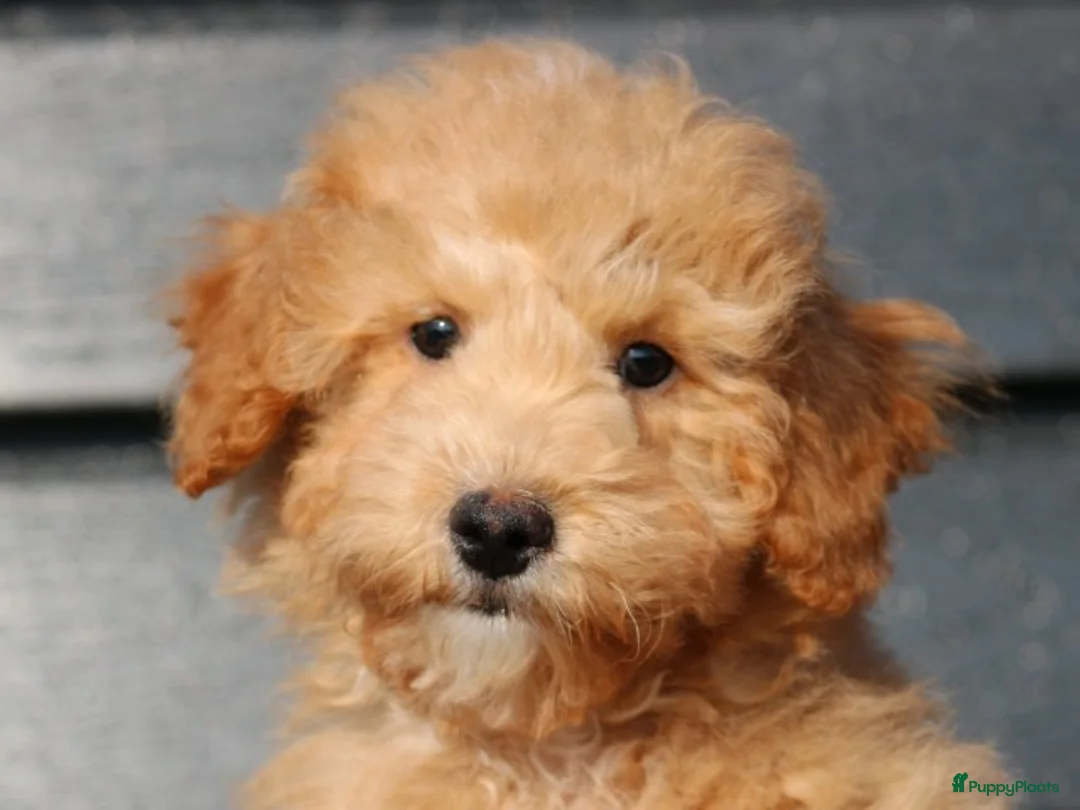 Maltipoo honden te koop: Knappe Maltipoo zoekt nieuw baasje - Advertentie 2