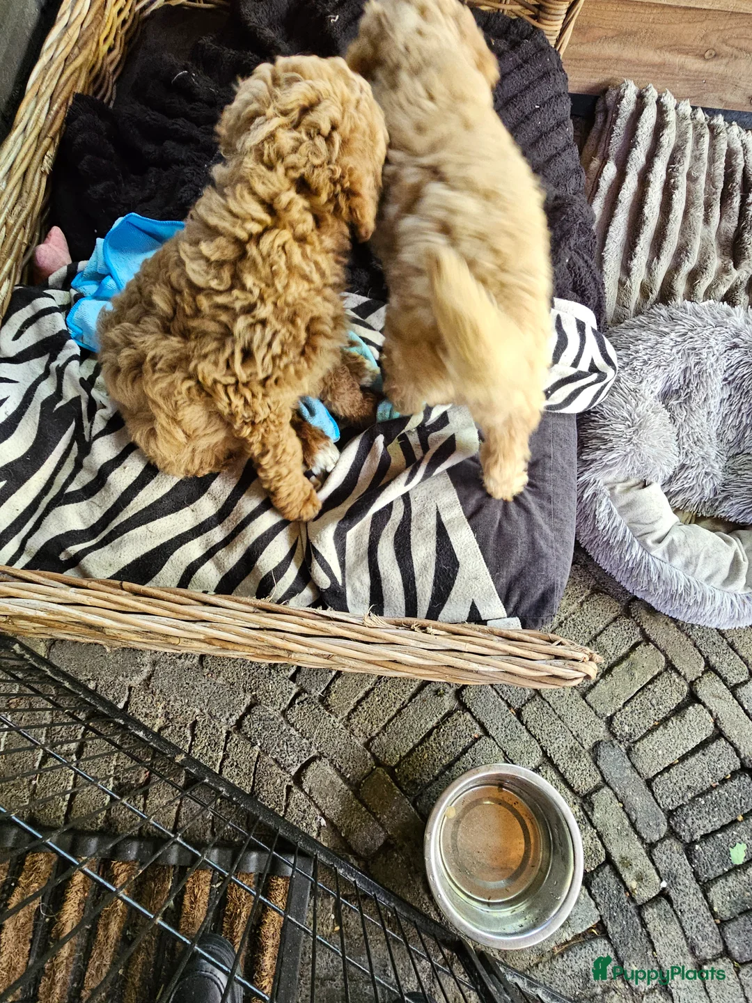 Kruising honden te koop: Geen beschikbare pups meer - Advertentie 2