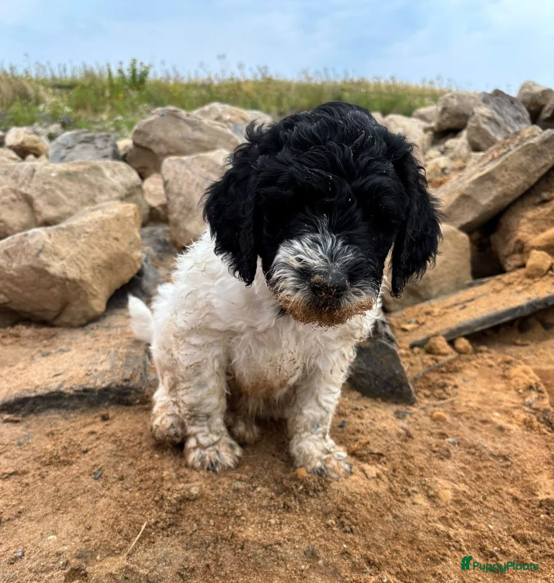 Labradoodle honden te koop: Labradoodle / 'Dubbel Doodle' pups geboren! - Advertentie 2