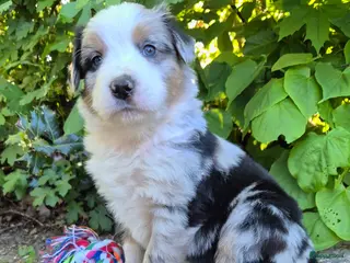 Kruising honden Australian shepherd x Berner sennen (25%) pups - Advertentie 1