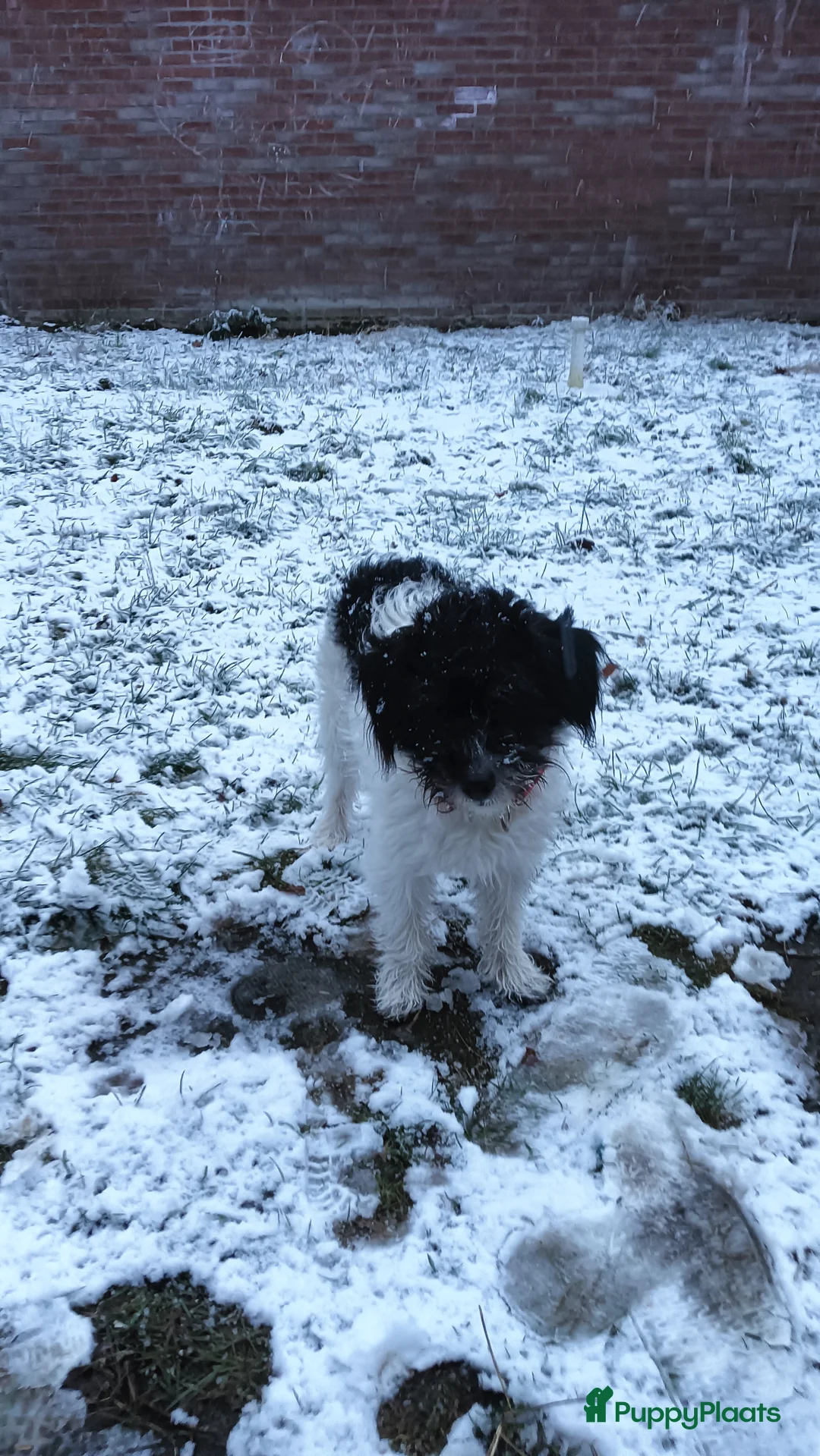 Kruising honden te koop: Maltipoo pup - Advertentie 21