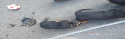 Rottweiler honden te koop: Rottweiler pups - Advertentie 4