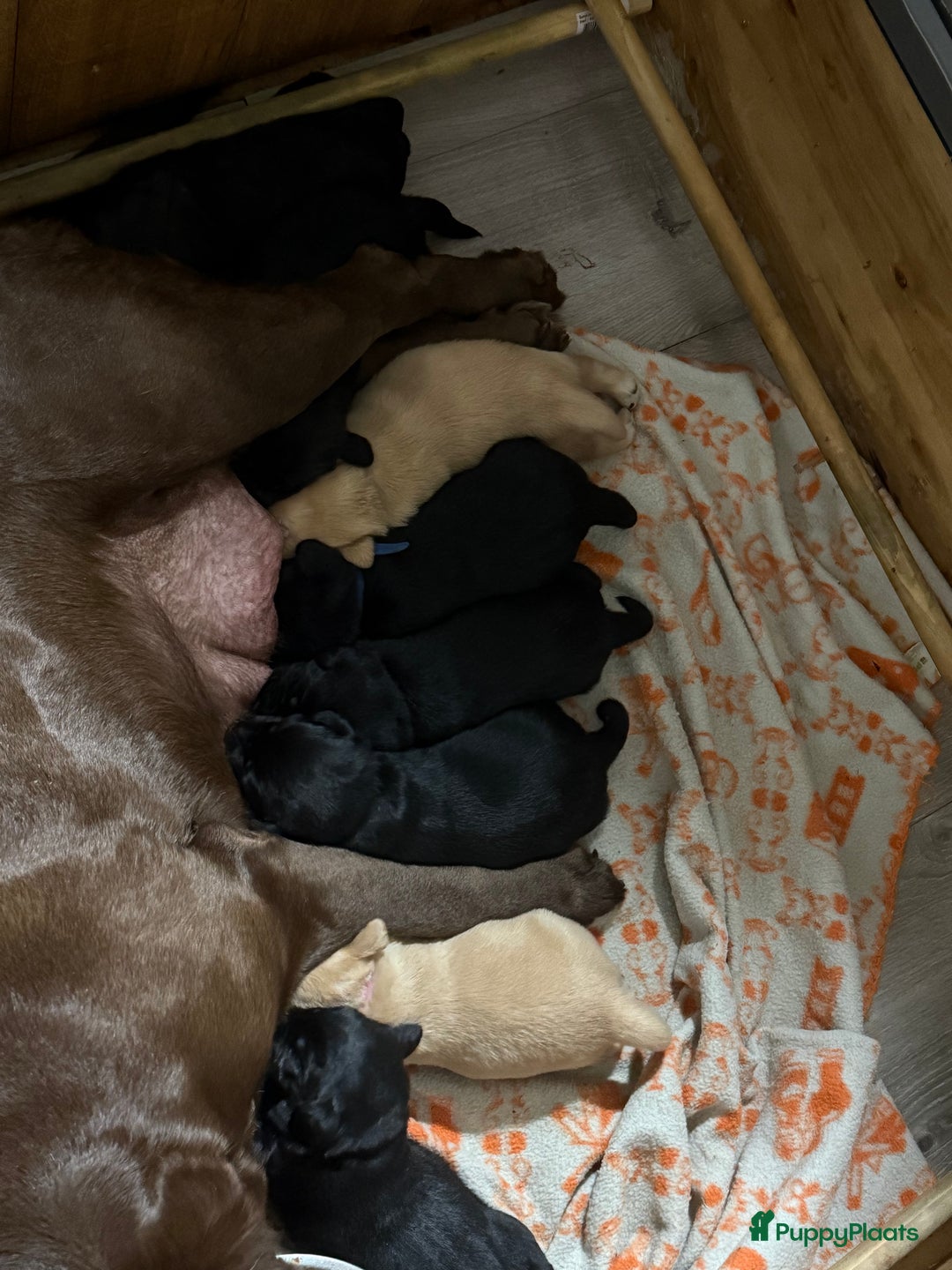 Labrador Retriever honden te koop: Labrador Retriever Pups - Advertentie 22