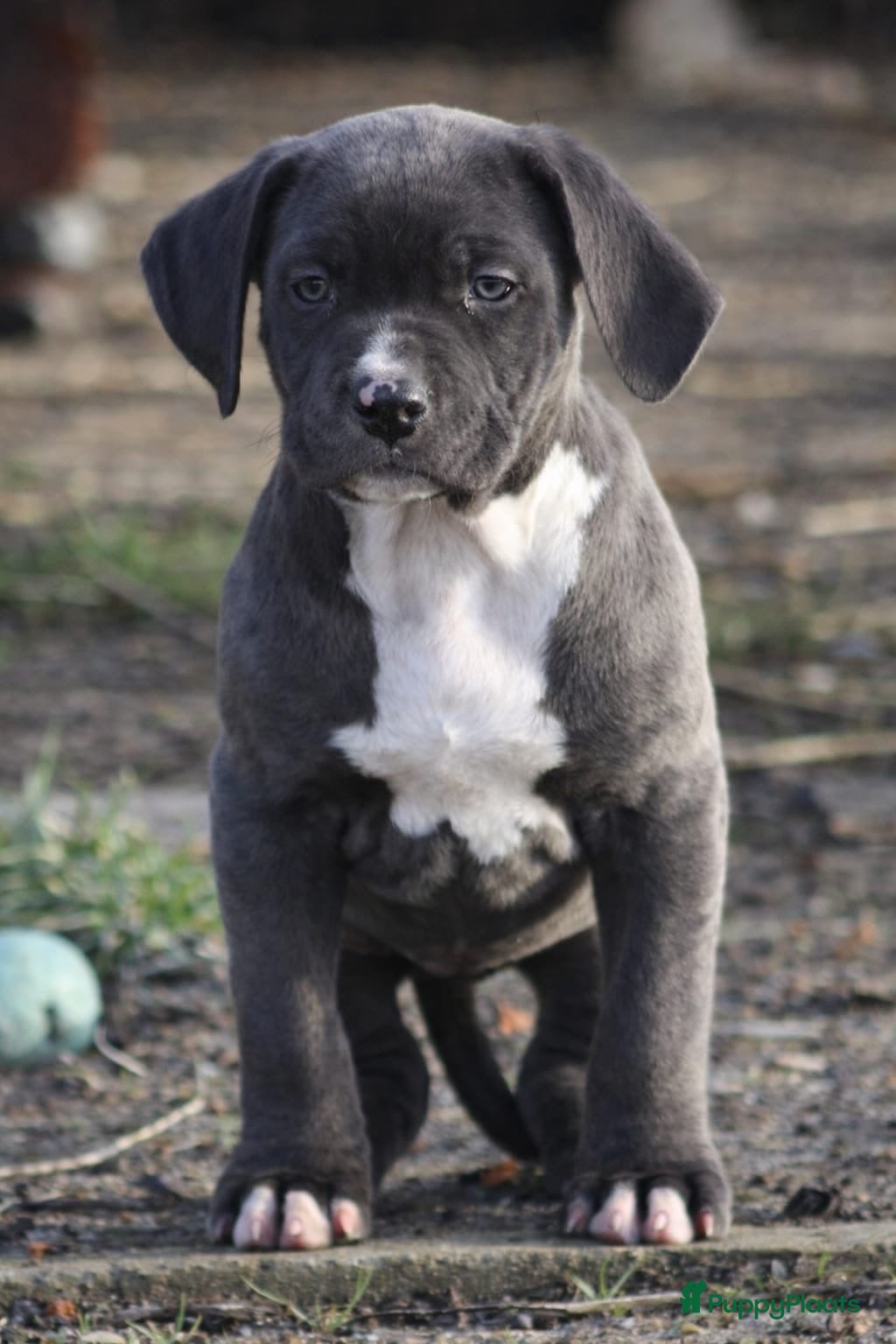 Amerikaanse Bully honden American Bully pups Abkc - Advertentie 3