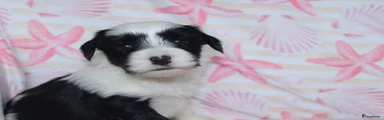 Tibetaanse Terriër Puppy 7