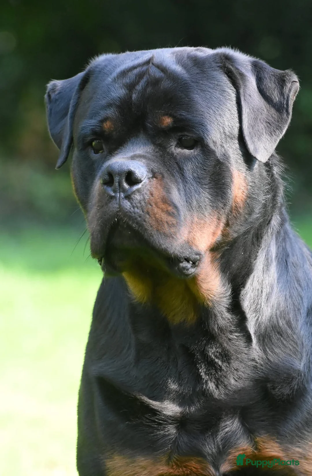 Rottweiler honden te koop: 9 Rottweiler pups met stamboom in Oldekerk - Advertentie 5