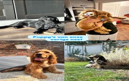 Engelse Cocker Spaniel honden te koop: Engelse Cocker spaniël pups te koop  - Afbeelding 10