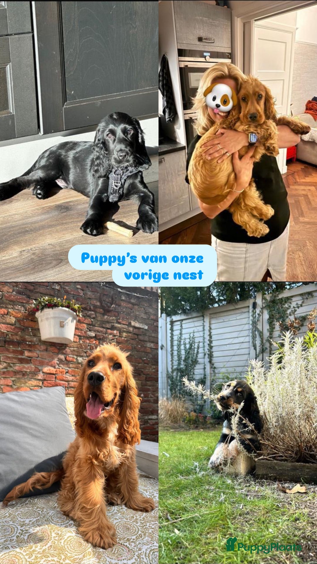 Engelse Cocker Spaniel honden te koop: Engelse Cocker spaniël pups te koop  - Afbeelding 10