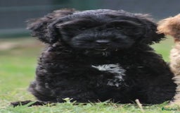 Cockapoo honden te koop: Cockapoo pups - Afbeelding 12