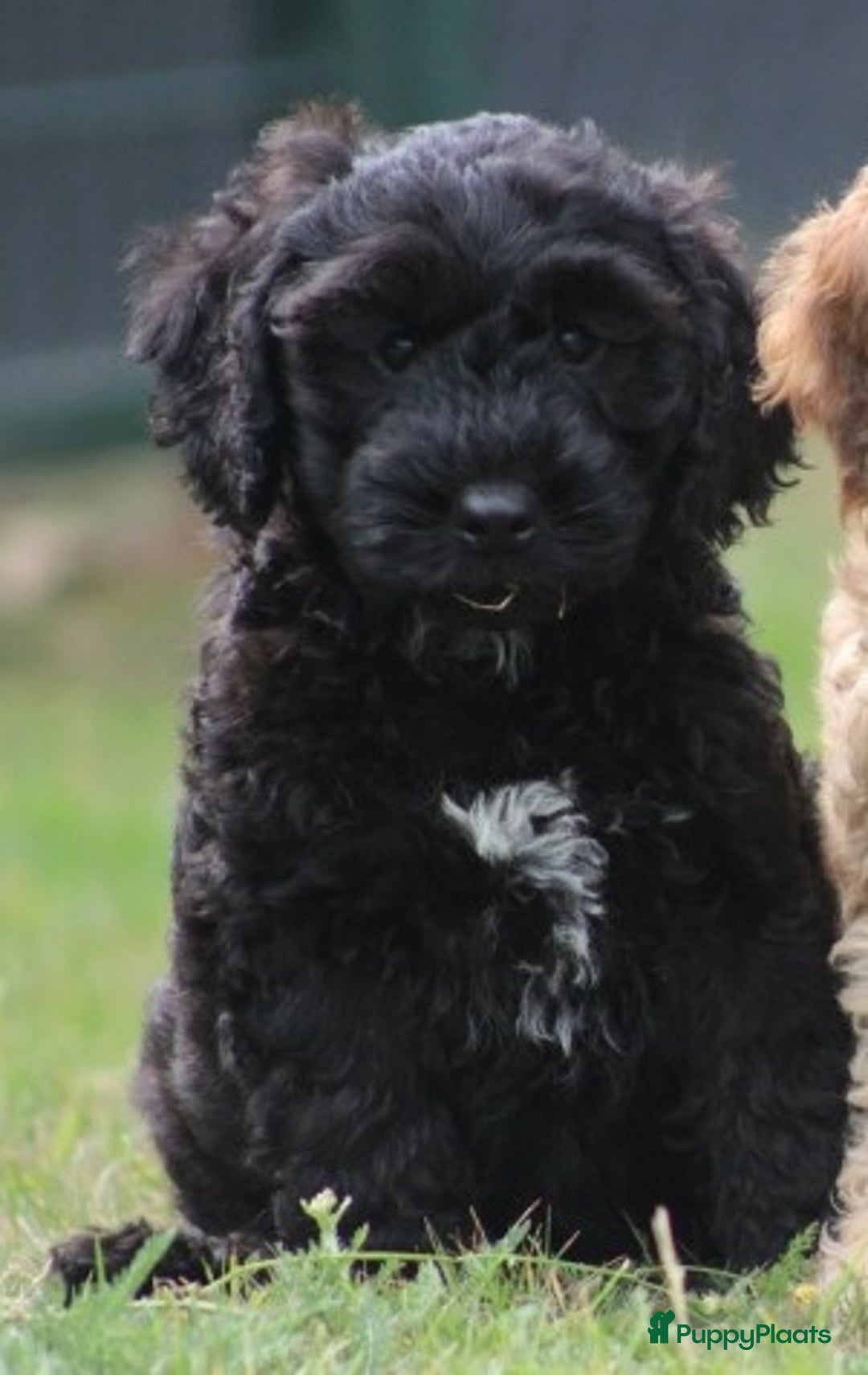 Cockapoo honden te koop: Cockapoo pups - Afbeelding 12