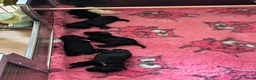 Poedel honden te koop: Grote poedel pups met fci stamboom - Advertentie 5