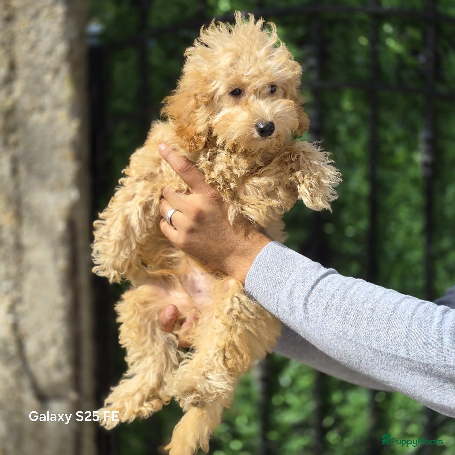 Poedel Toy honden Mini  Toy Poedel  - Advertentie 2