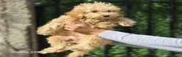 Poedel Toy honden te koop: Mini  Toy Poedel  - Advertentie 2