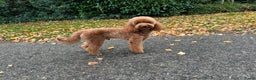 Goldendoodle honden te koop: Goldendoodle multigen middenslag reu te koop - Advertentie 24