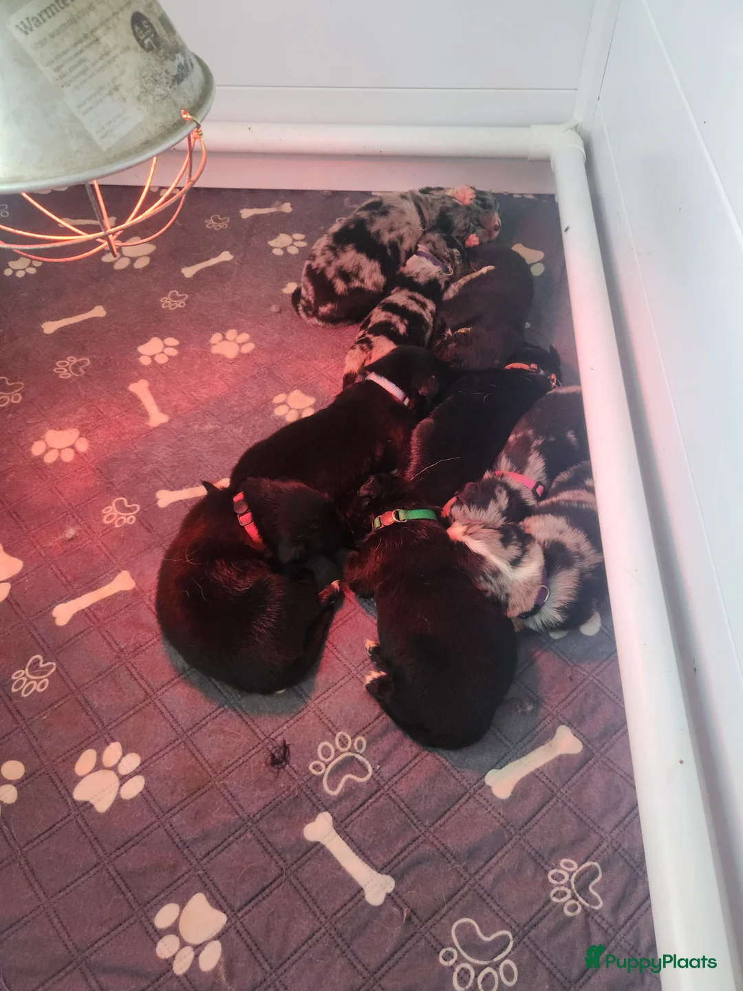 Kruising honden te koop: Mooie golden aussie pups - Advertentie 8