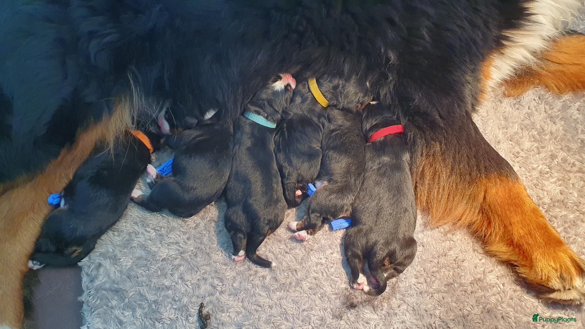 Berner Sennenhond honden Stamboom Berner Sennen pups - Advertentie 1