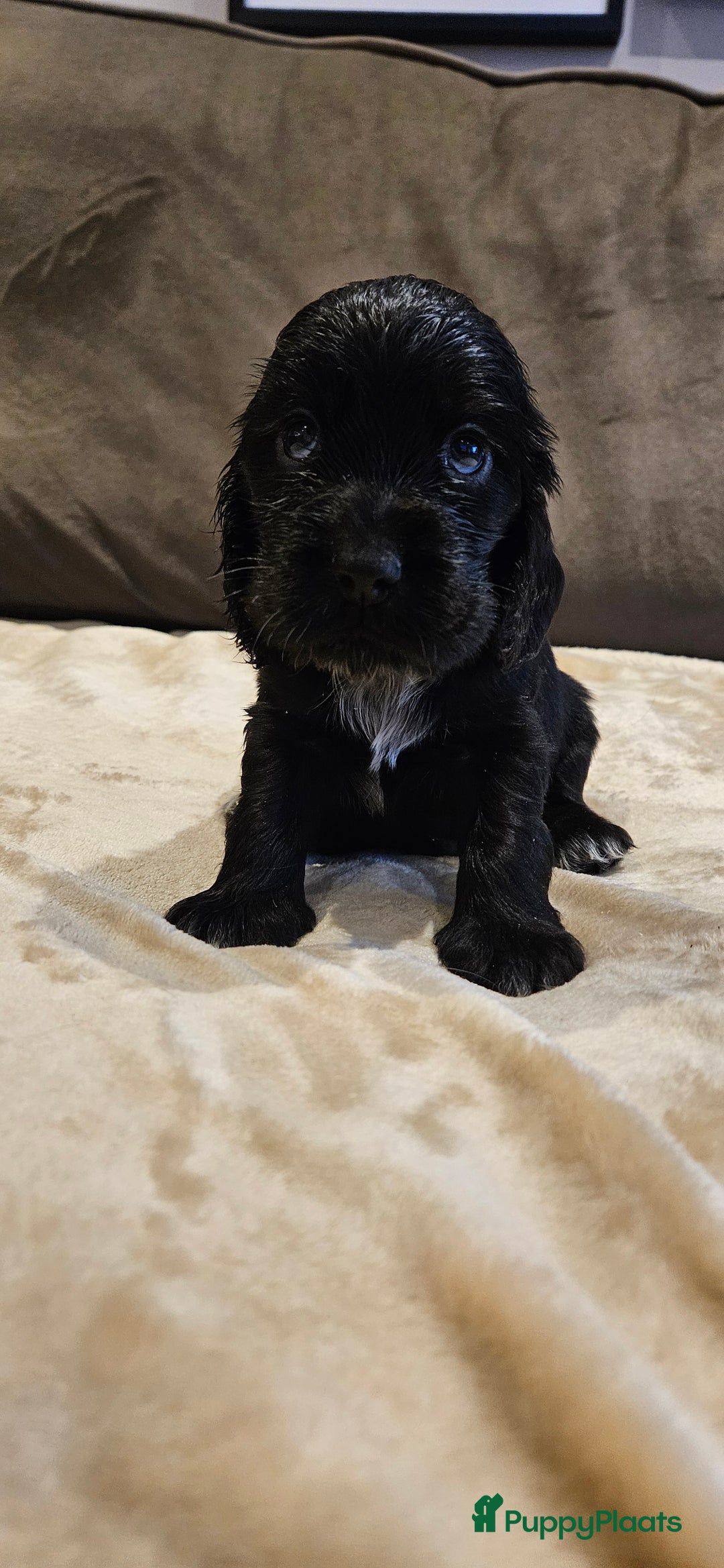 Engelse Cocker Spaniel honden te koop: Engelse cocker spaniël pups te koop - Advertentie 3