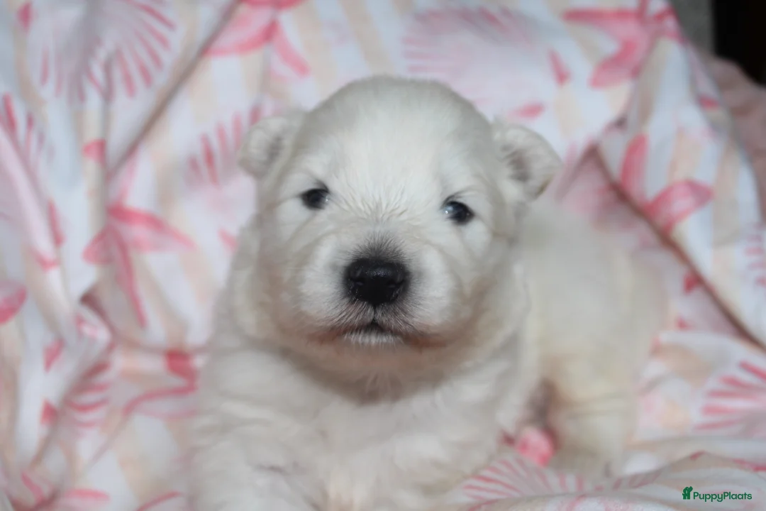 Samojeed honden te koop: Samojeden pups met stamboom - Advertentie 23