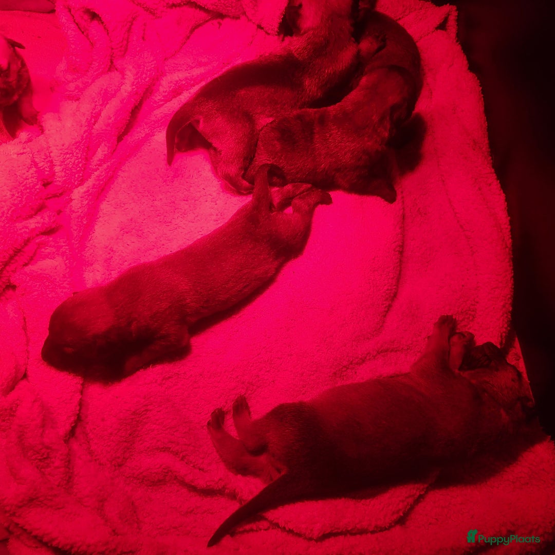 Kruising honden te koop: Mechelse herder × Ridgeback Mechelse herder - Advertentie 7