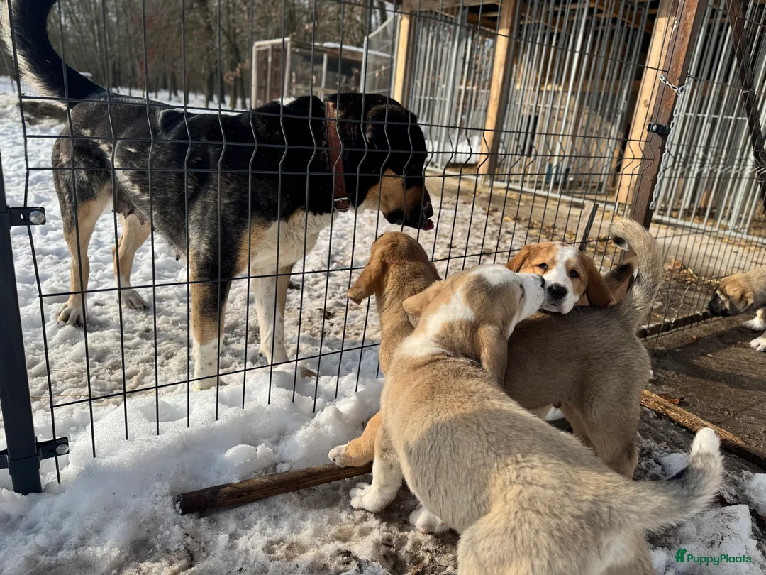Alabai honden te koop: Prachtige Alabai - Central Asian Ovcharka teef  - Advertentie 9