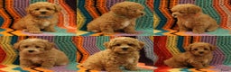 Maltipoo honden te koop: Maltipoo F1b worden rond kerst geboren 🥰 !  - Advertentie 2