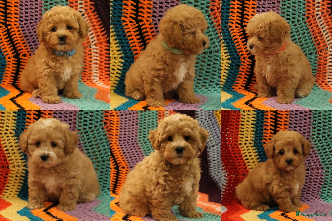 Maltipoo honden te koop: Maltipoo F1b worden rond kerst geboren 🥰 !  - Advertentie 2