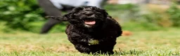 Labradoodle honden te koop: Labradoodles te koop - Advertentie 5