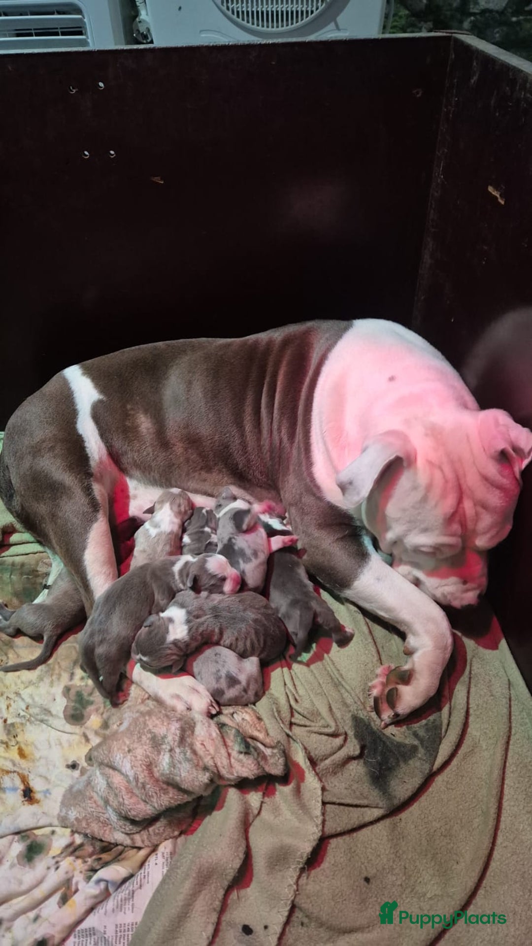 Amerikaanse Bully honden te koop: Hele lieve American bully xl pups - Advertentie 10