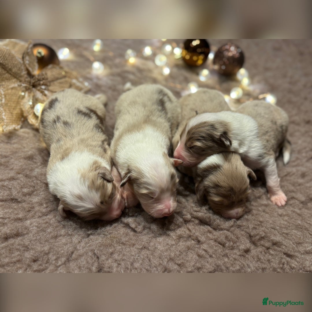 Australian Shepherd honden te koop: Prachtig nestje raszuivere Australian Shepherds - Advertentie 6