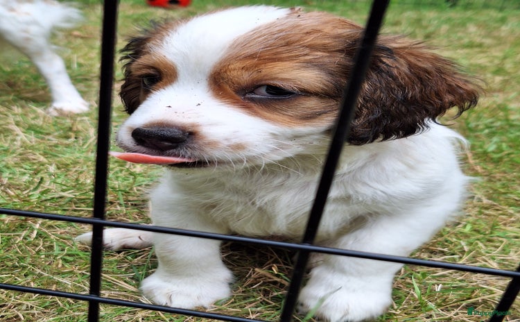 Kooikerhondje honden - Advertentie 2
