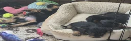 Kruising honden te koop: Prachtige Griffonshires - Advertentie 10