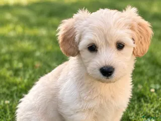Kruising honden 🐾dwergteckel X maltezer🐾 ⭐️unieke blonde kleur⭐️ - Advertentie 12