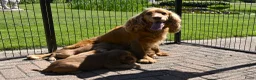 Engelse Cocker Spaniel honden te koop: Speelse Engelse Cocker Spaniel pups - Advertentie 30
