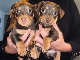 Jack Russel Terriër honden Jack Russel pup”s chocotan - Advertentie 1