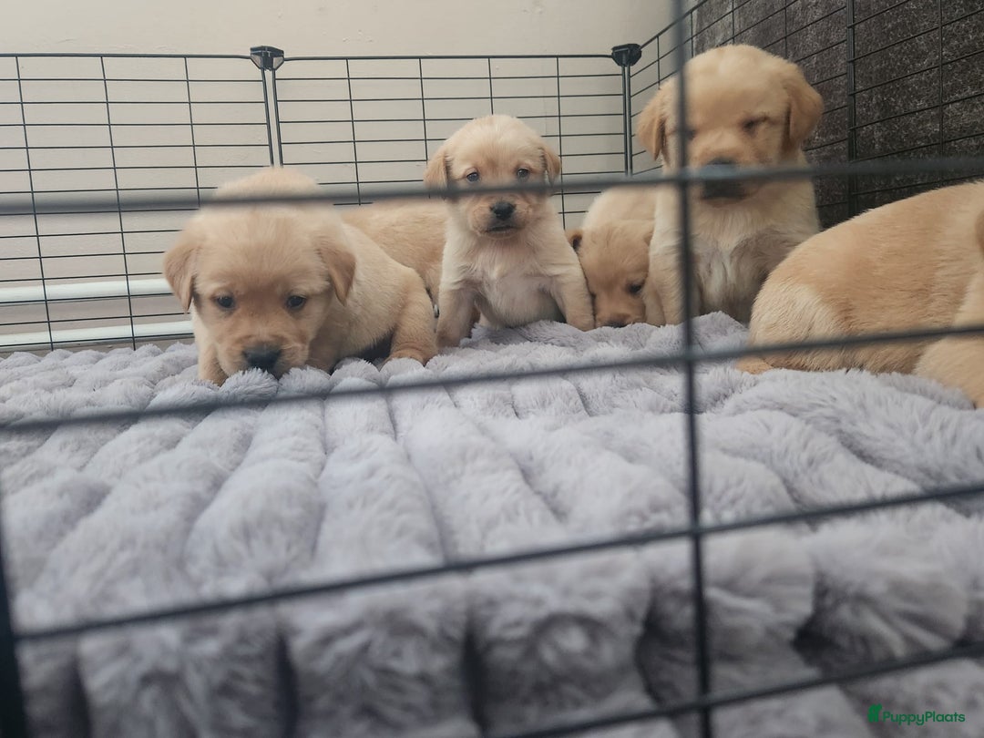 Goldador honden te koop: Labrador x golden retriever  - Advertentie 1