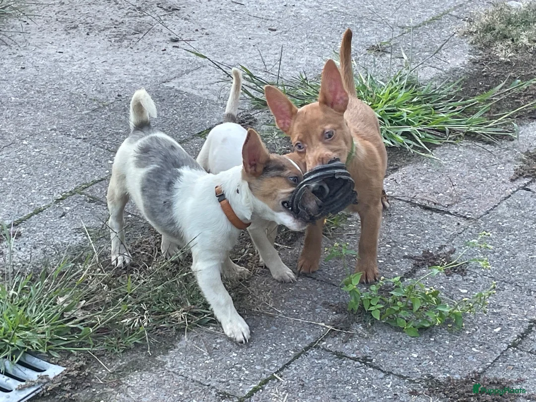 Jack Russel Terriër honden te koop: Jack Russell pup - Advertentie 1