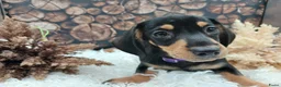 Teckel (korthaar)  honden te koop: Teckel reutjes Black and Tan - Advertentie 3