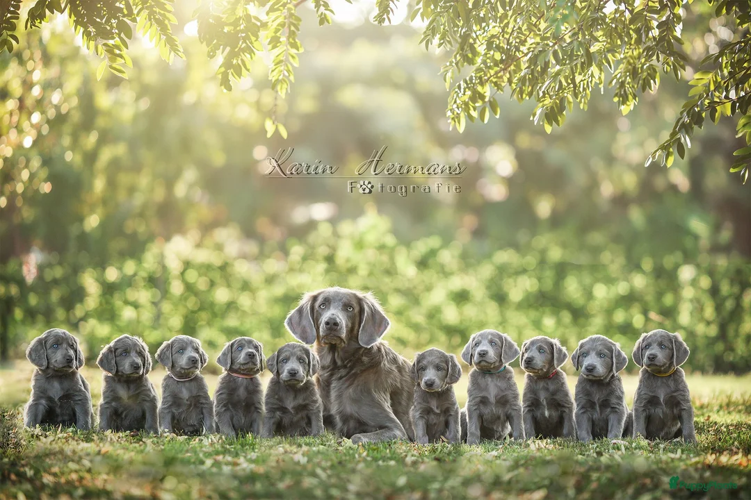 Weimarse Staande Hond langhaar honden te koop: Weimaraner Langhaar Pups met Stamboom - Advertentie 1