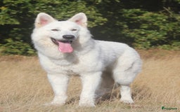 Kruising honden te koop: Nestaankondiging outcross zwitserse witte herder  - Afbeelding 5